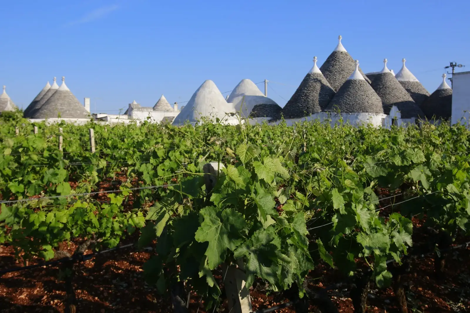Trulli di Alberobello con vigneto in primo piano, patrimonio UNESCO della Puglia